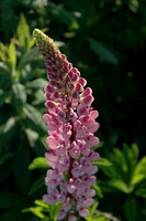 Lupine